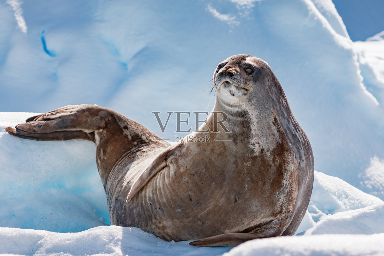 南极的威德尔海豹照片摄影图片