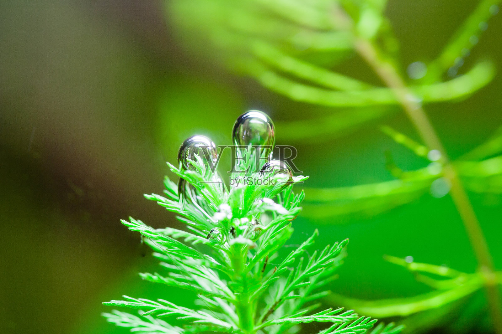 来自水生植物的氧气泡照片摄影图片