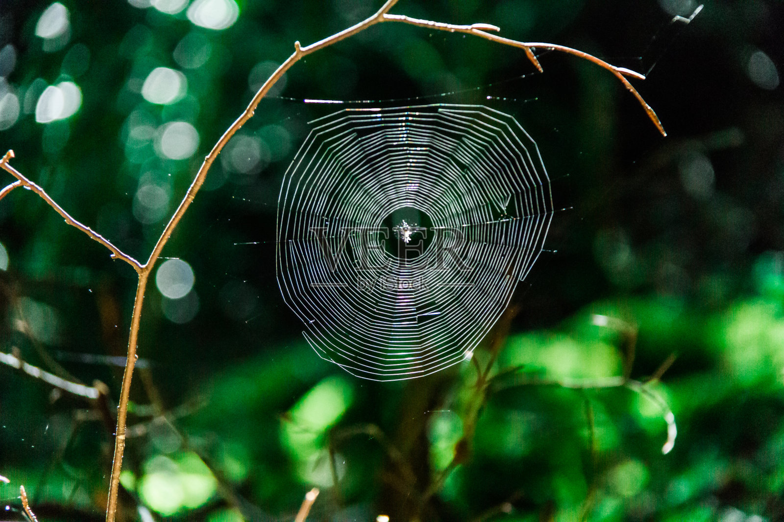 丛林里的蜘蛛网照片摄影图片