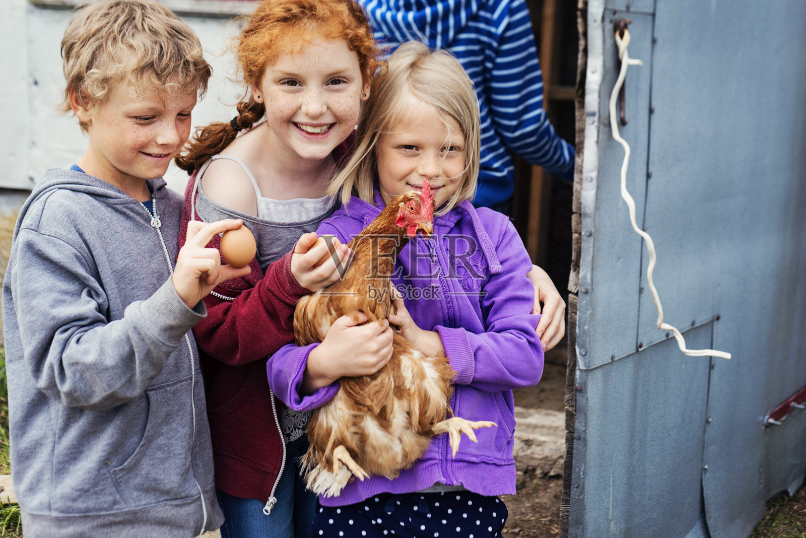 孩子们骄傲地抱着一只母鸡和鸡蛋在家里的鸡舍里。照片摄影图片