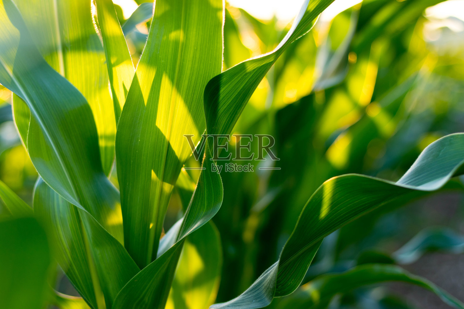玉米叶的背景照片摄影图片