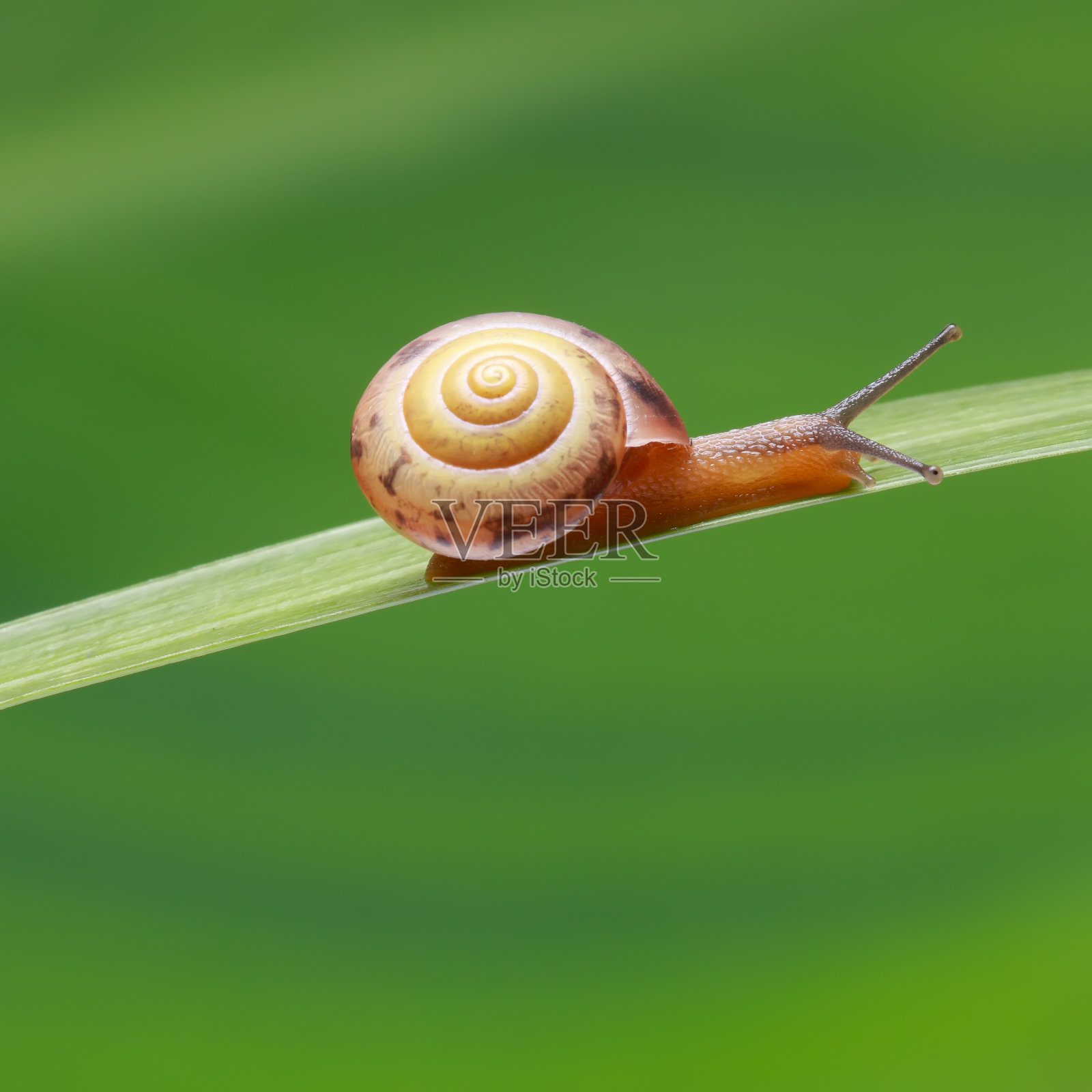 草上的小蜗牛照片摄影图片