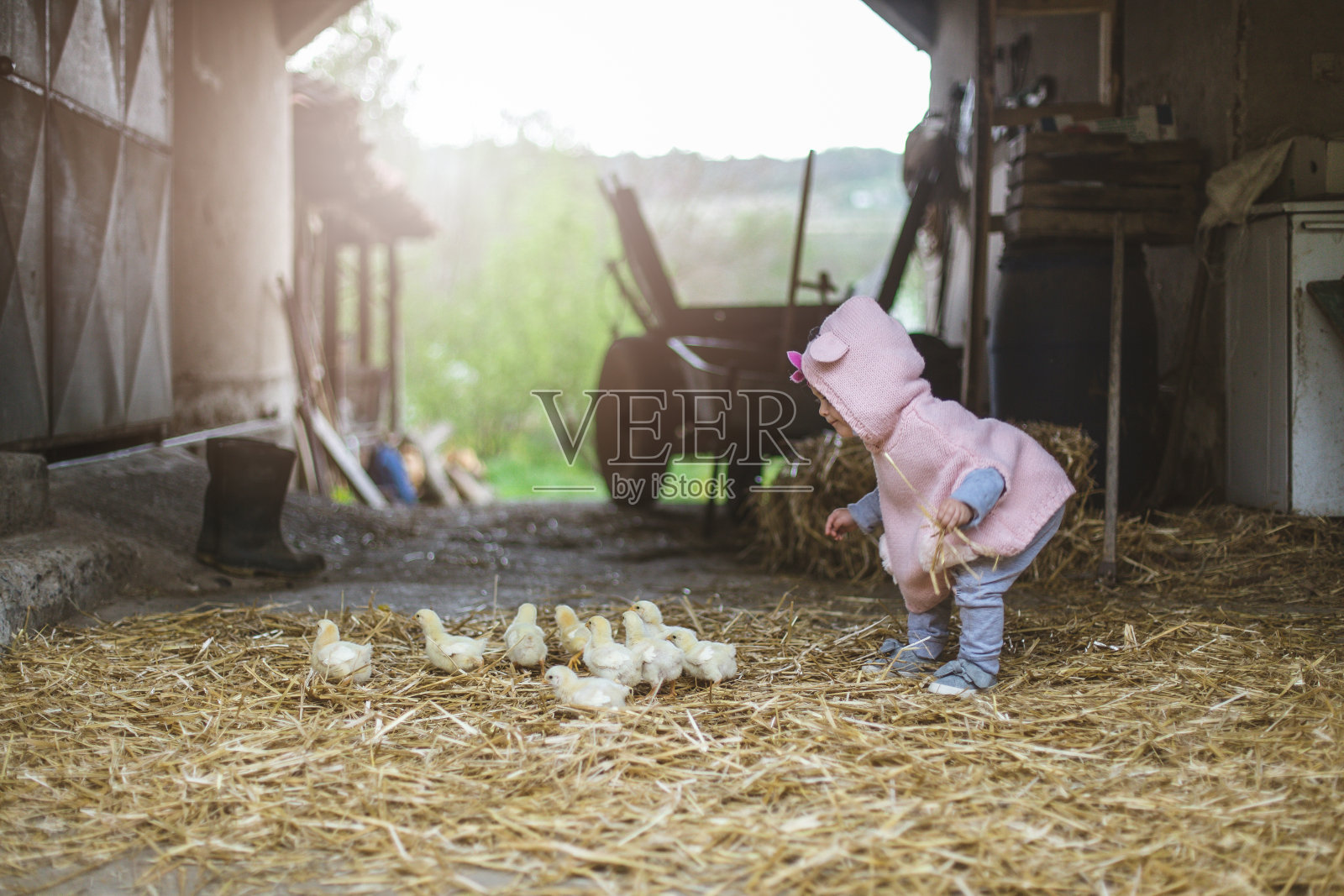 在农场追逐小鸡照片摄影图片