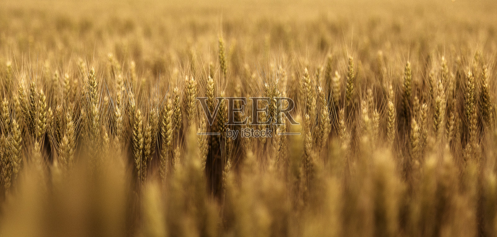 小麦照片摄影图片