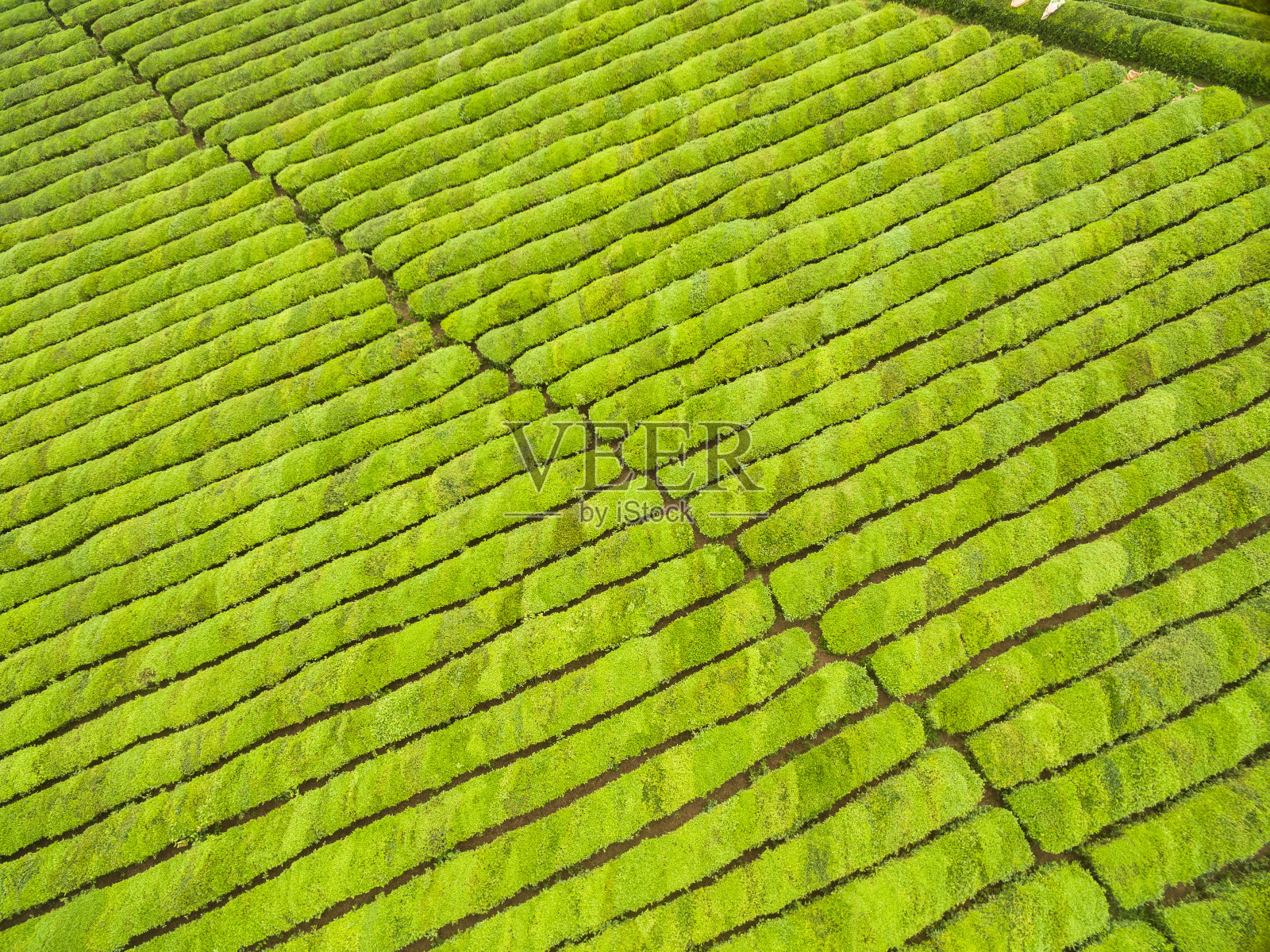 茶叶生长在晴天鸟瞰图照片摄影图片