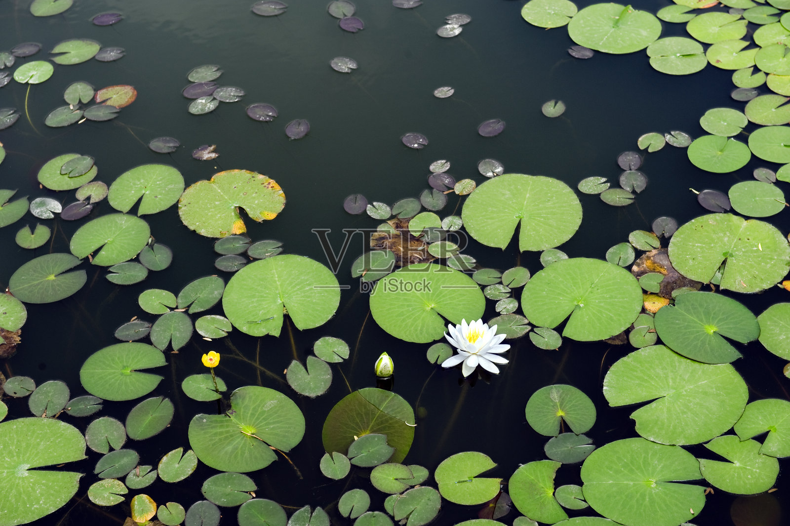 池塘里的白莲照片摄影图片