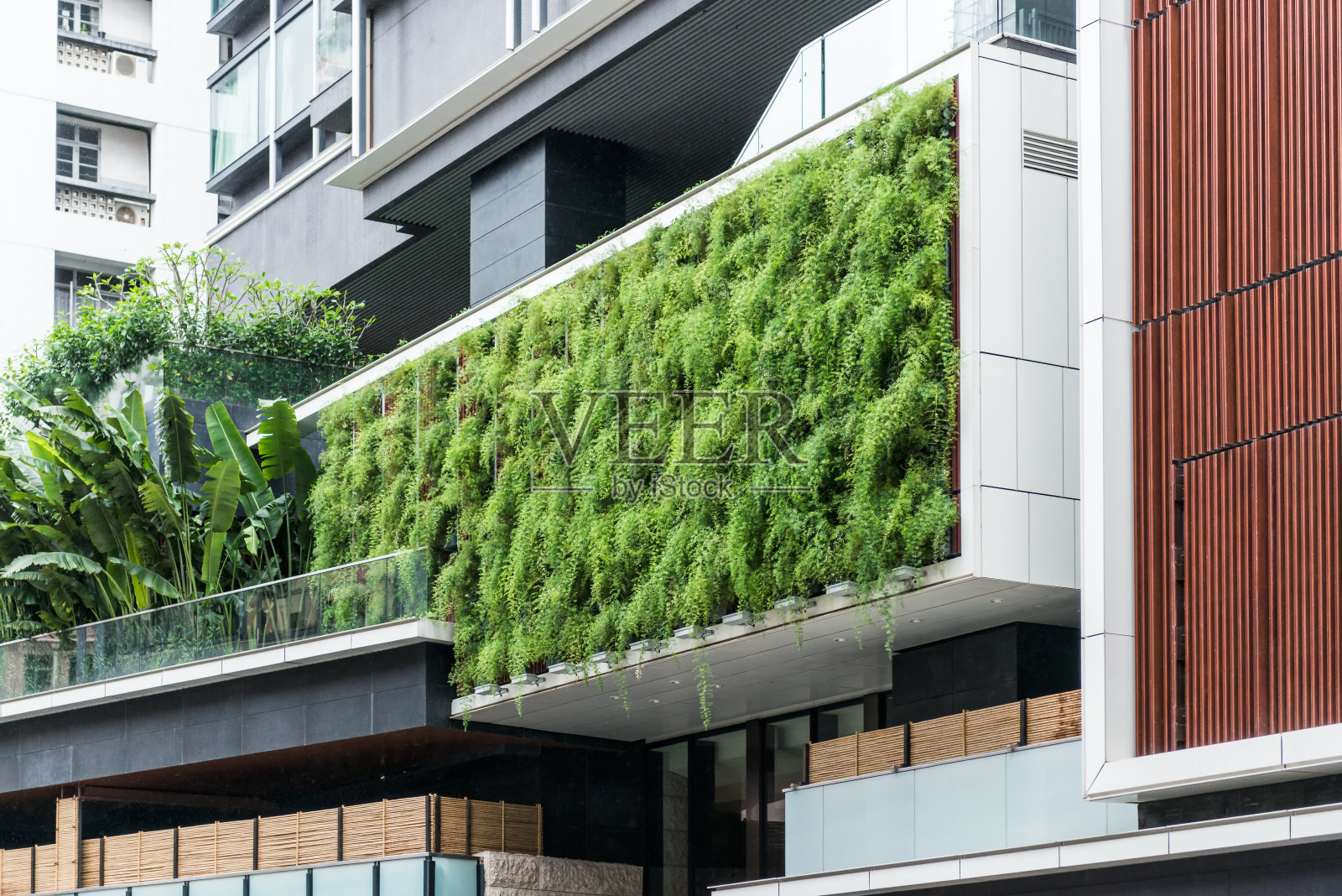 蕨类植物在现代建筑中的生活墙，可持续园艺照片摄影图片