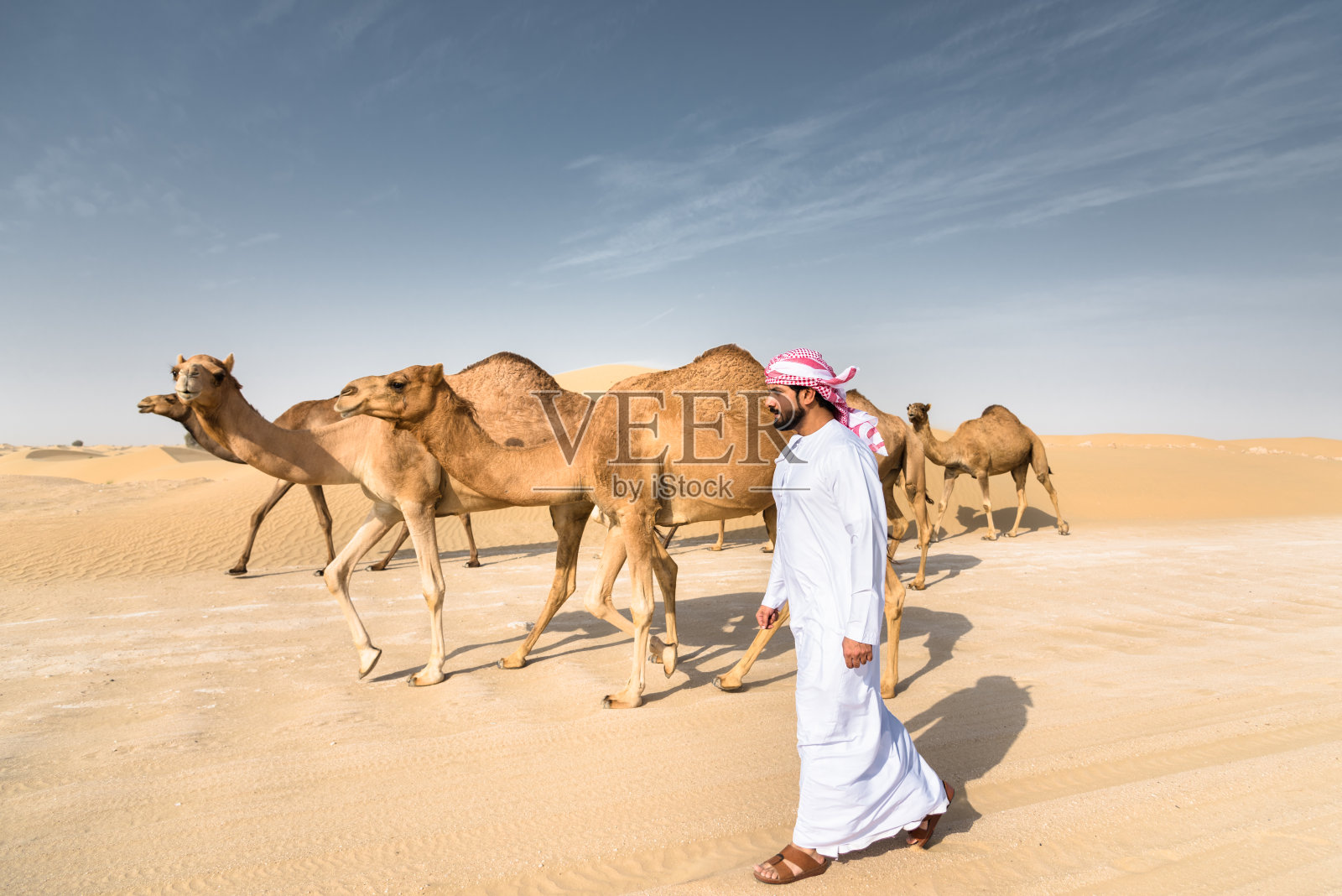 阿拉伯酋长在沙漠里和骆驼一起行走照片摄影图片