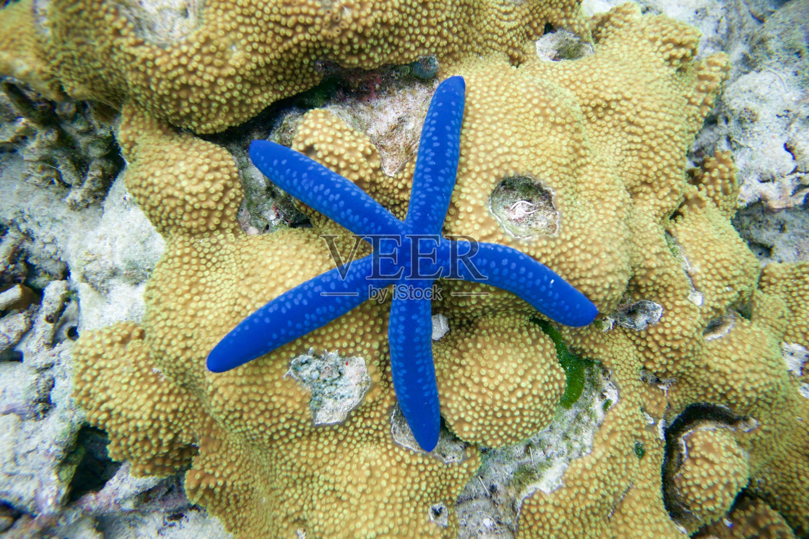 礁石上的蓝星鱼(linkea Laevigata)照片摄影图片