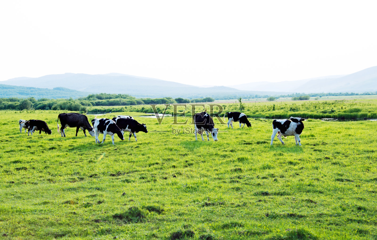 一群奶牛在田野里吃草照片摄影图片