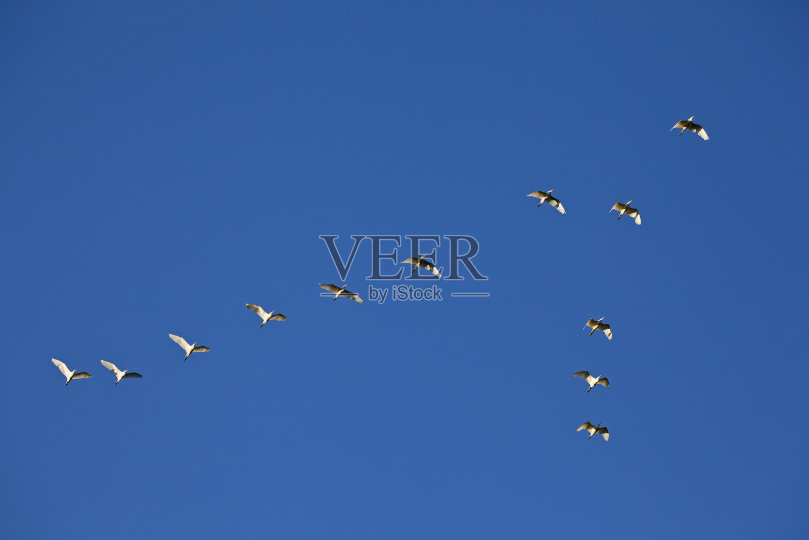 一群以v字队形飞行的鸟照片摄影图片