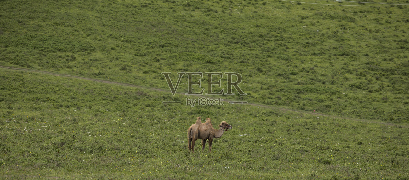 骆驼在草原照片摄影图片
