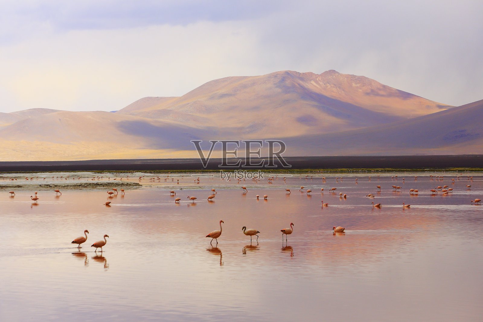 令人印象深刻的科罗拉多湖-红色的湖反射，安第斯火烈鸟和田园诗般的阿塔卡马高原沙漠，火山景观全景-波托西地区，玻利维亚安第斯，Bolívia照片摄影图片