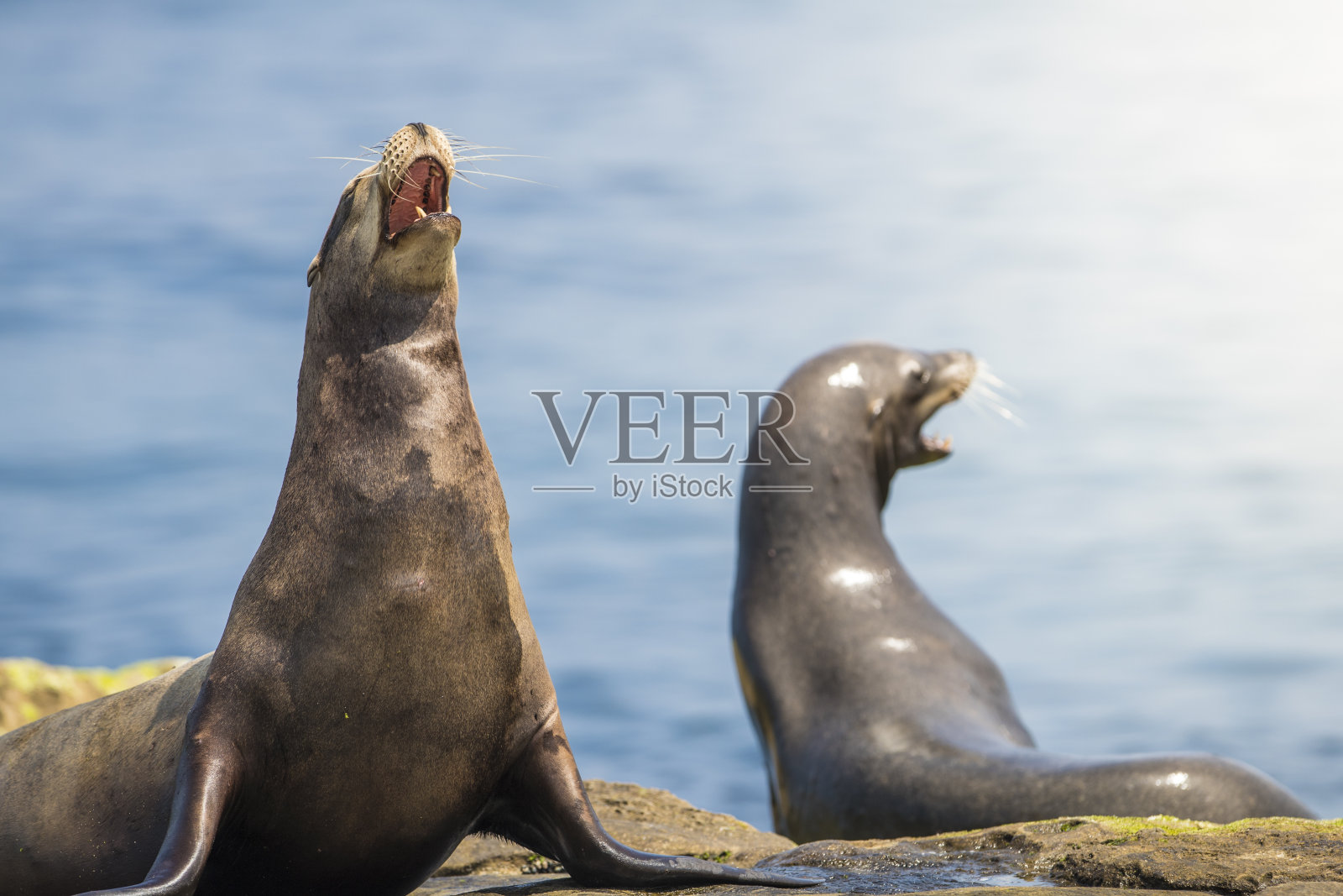 拉霍亚湾海豹和海狮照片摄影图片