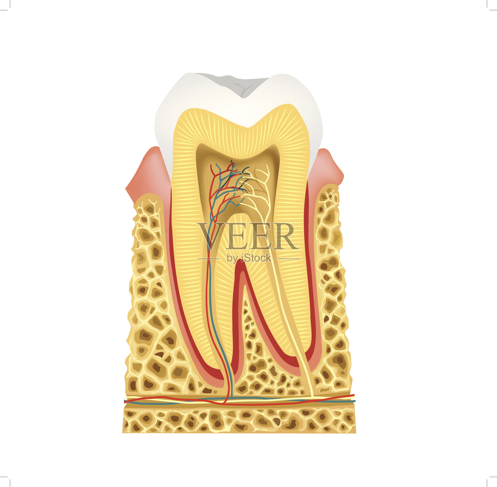 牙的纵切面-牙解剖插画图片素材
