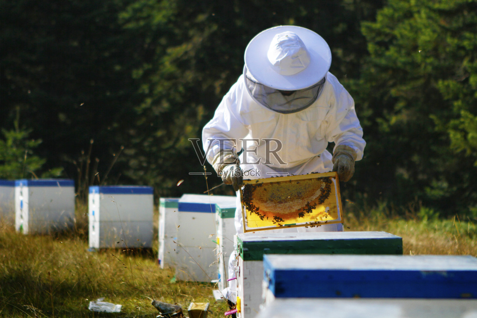 养蜂人检查蜂巢照片摄影图片