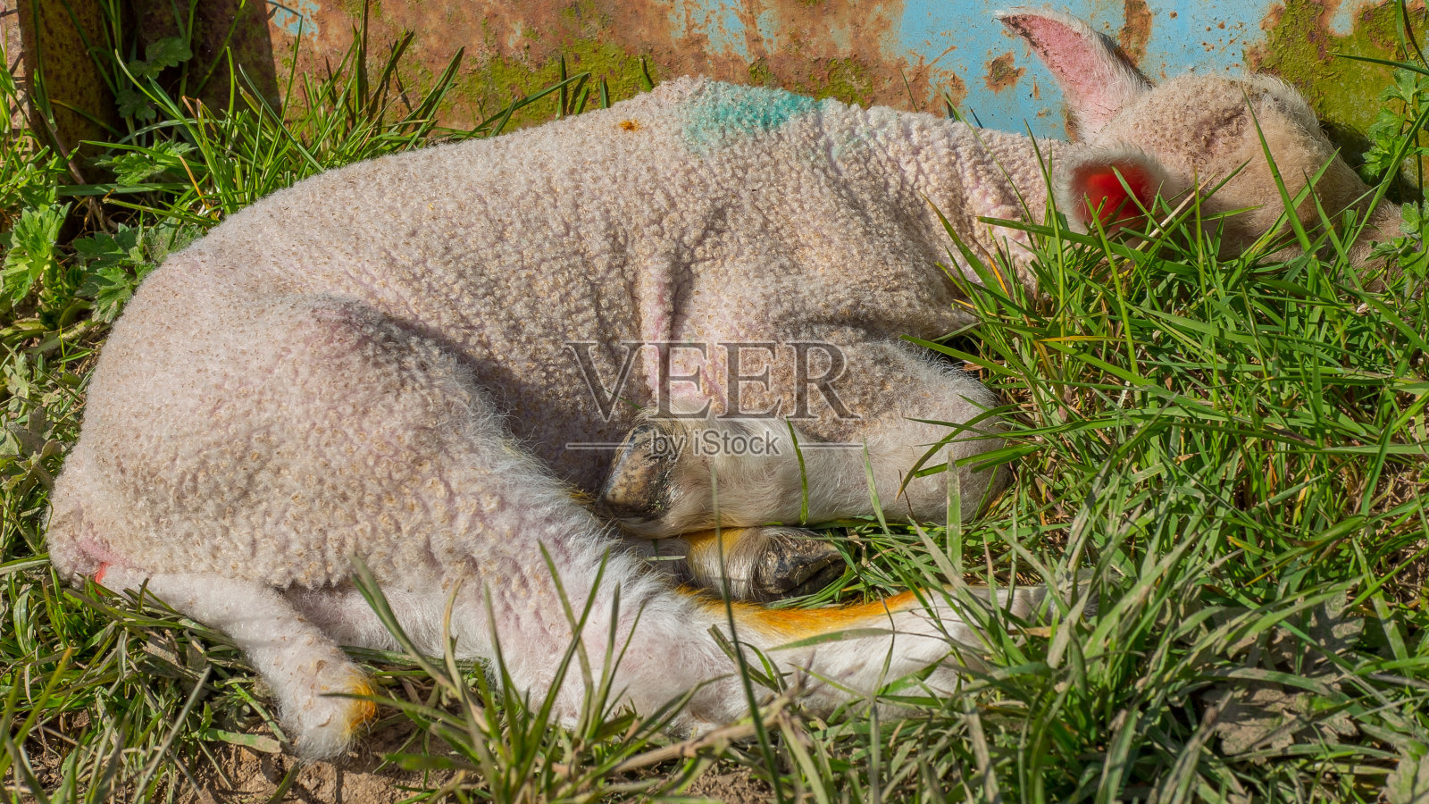 小羊羔躺在草地上照片摄影图片