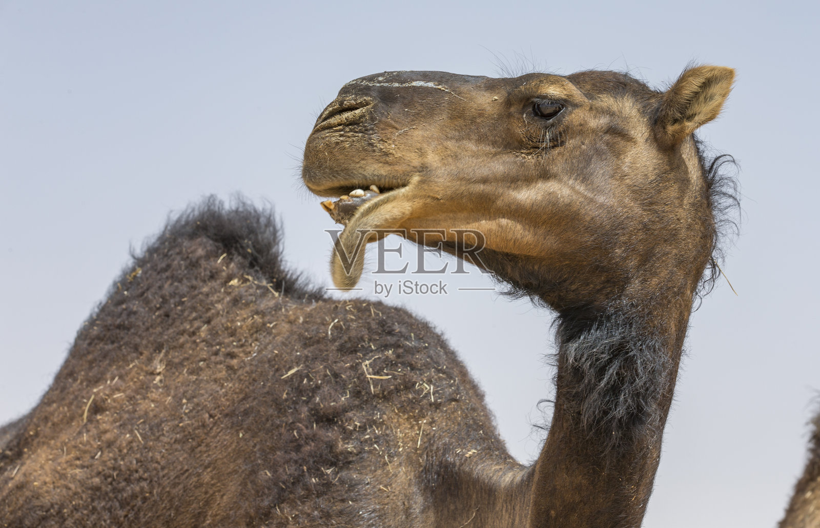 里瓦沙漠的骆驼照片摄影图片