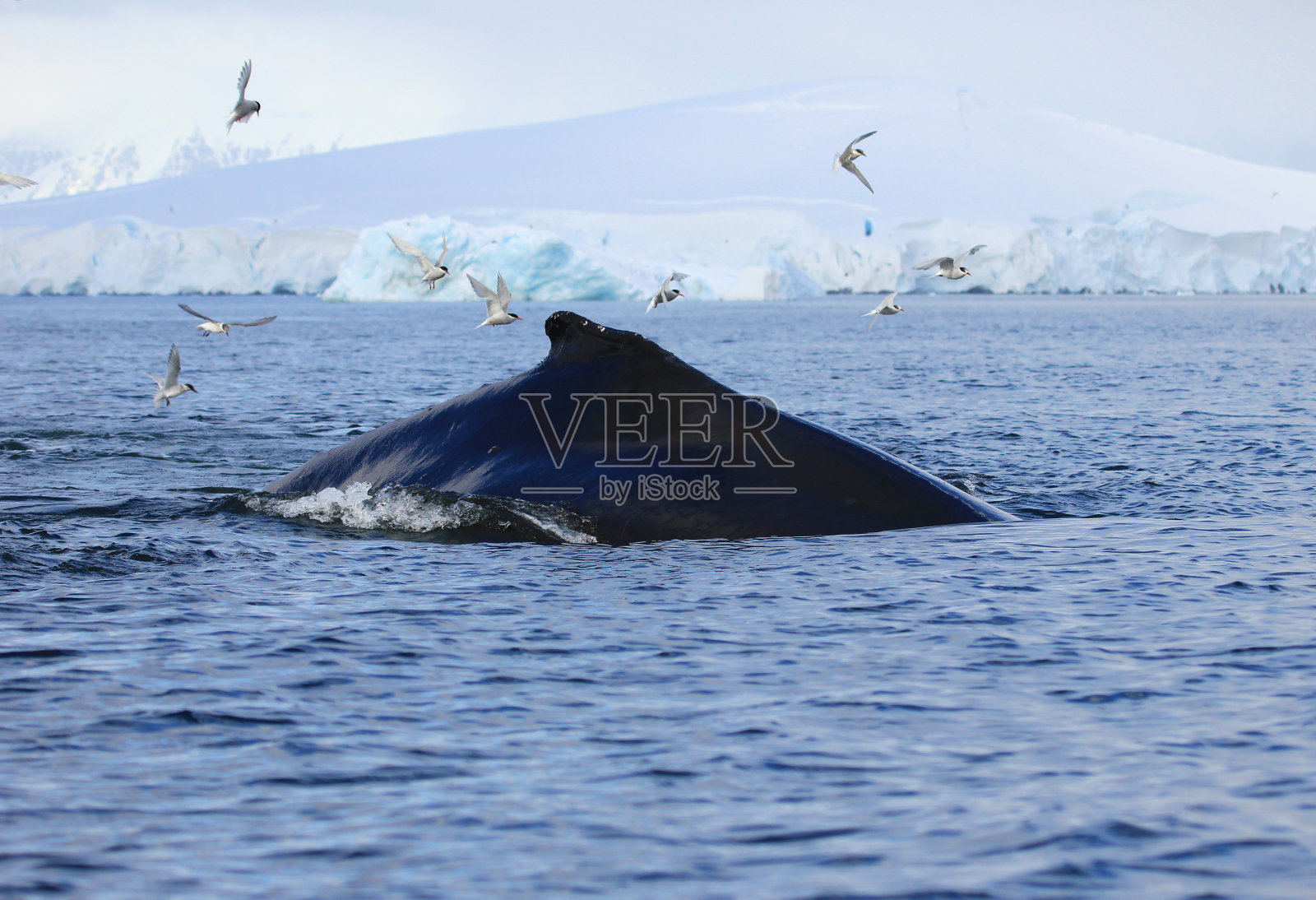 座头鲸,南极洲照片摄影图片