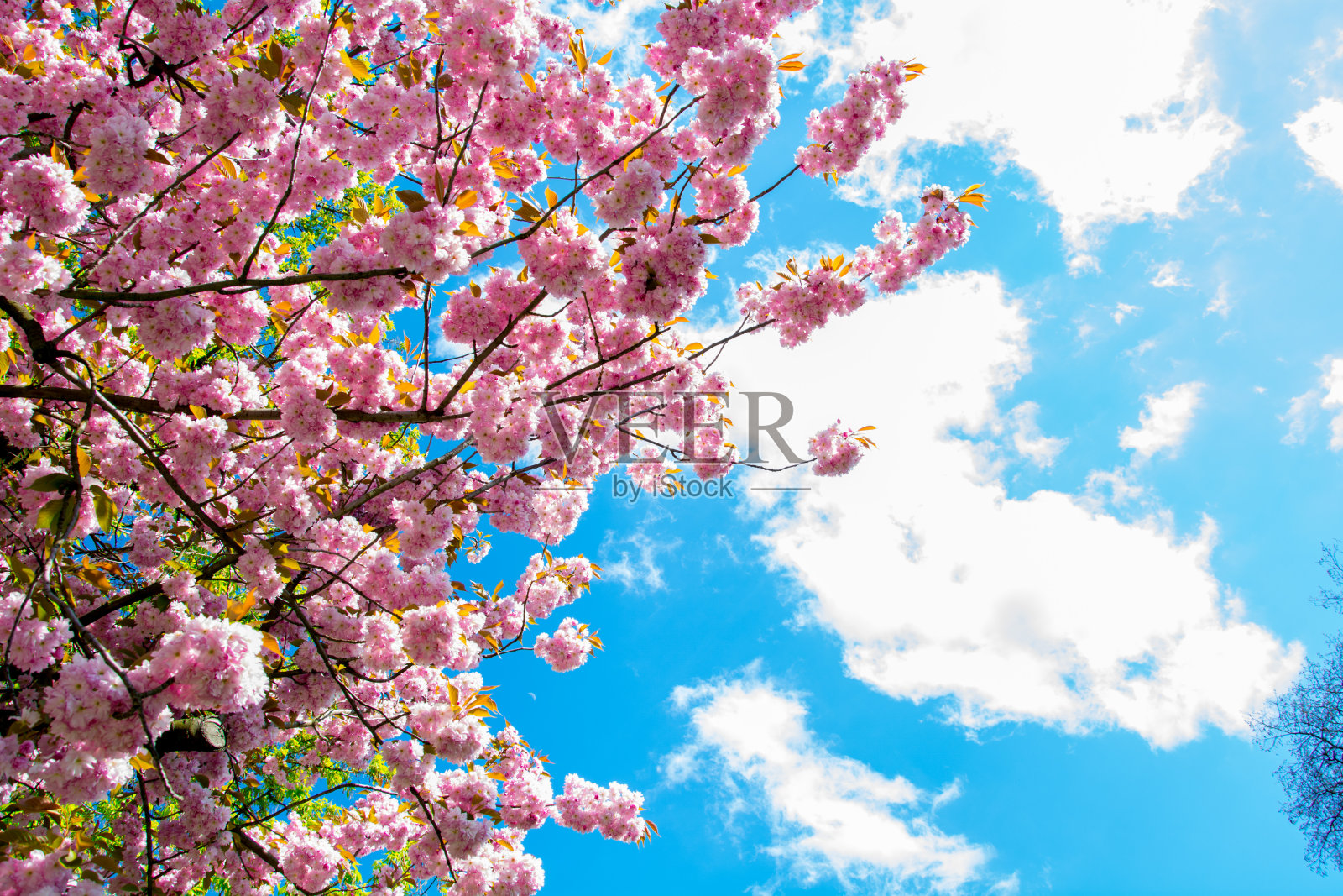 春天桃红的花树映着天空照片摄影图片