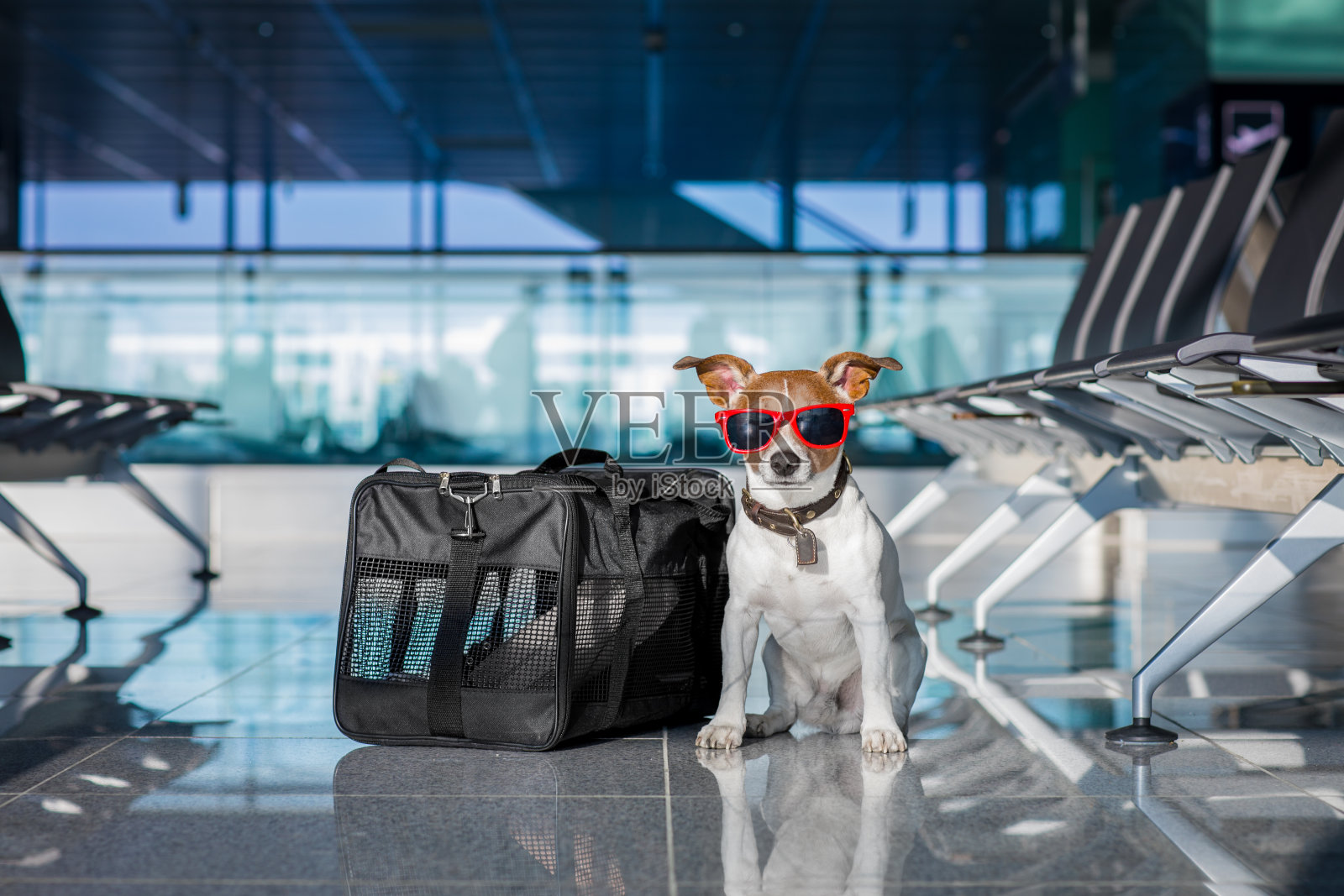 狗在机场候机楼度假照片摄影图片