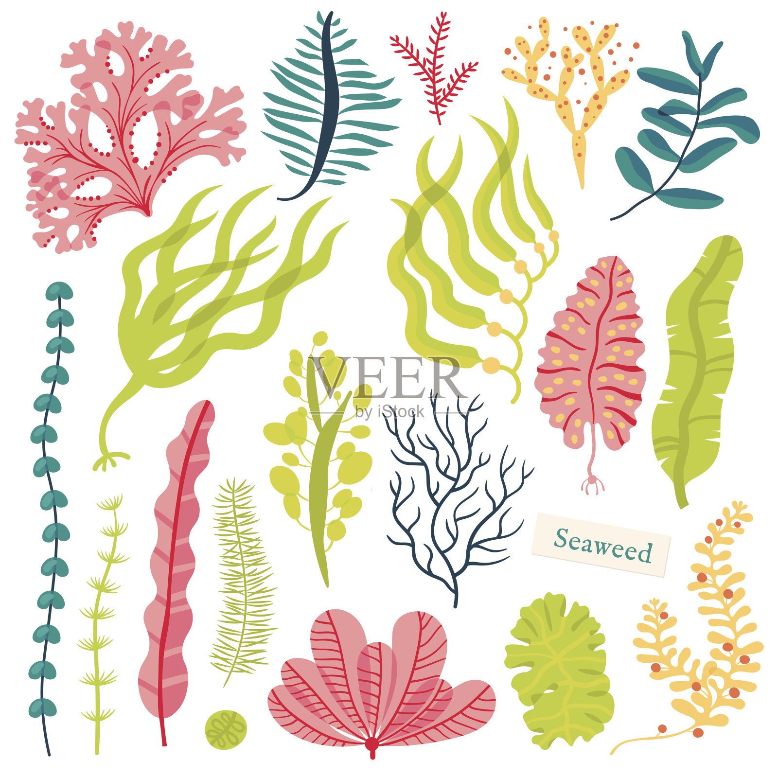 海洋植物和水生海藻。海藻集矢量插图孤立在白色设计元素图片