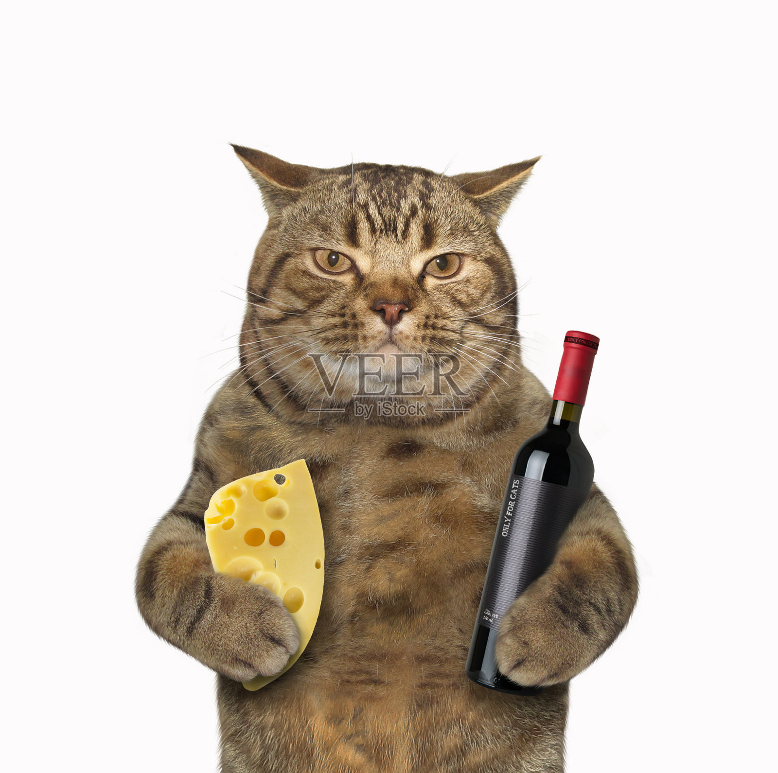猫和葡萄和奶酪照片摄影图片