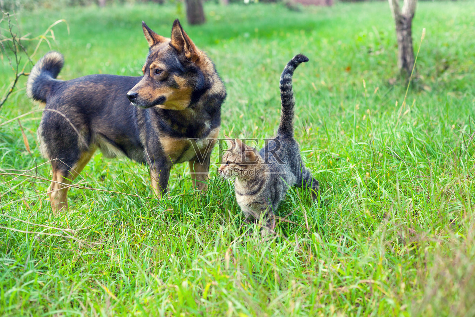 狗和猫最好的朋友一起在户外草地上散步照片摄影图片