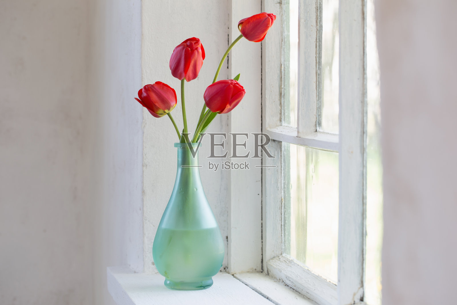 白色背景上花瓶里的红色郁金香照片摄影图片