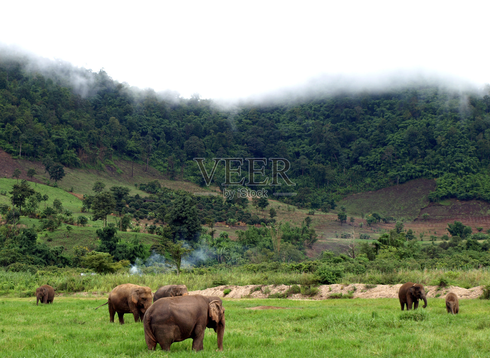 泰国北部的亚洲象照片摄影图片
