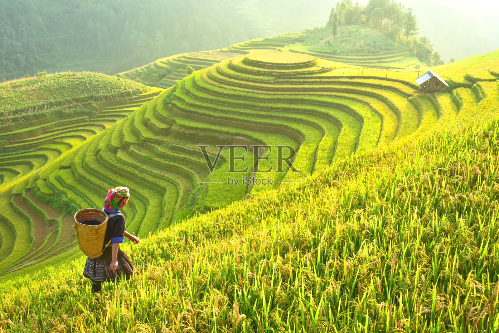 越南西北部的稻田正在准备收割。越南的风景。照片摄影图片