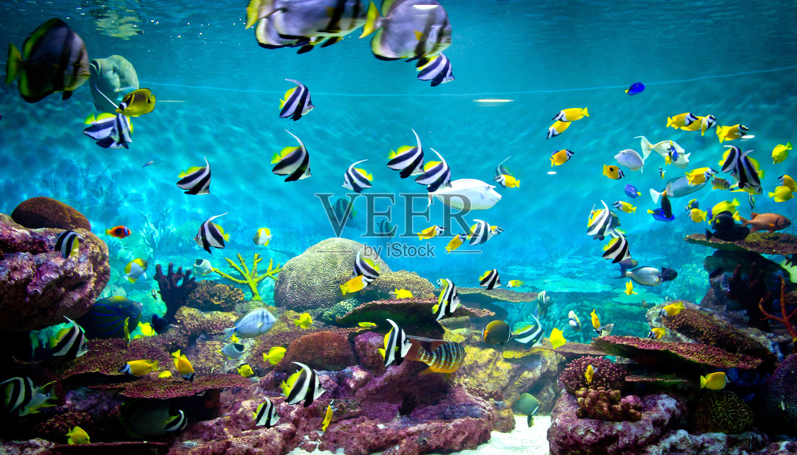 鱼类和珊瑚，水下生物照片摄影图片