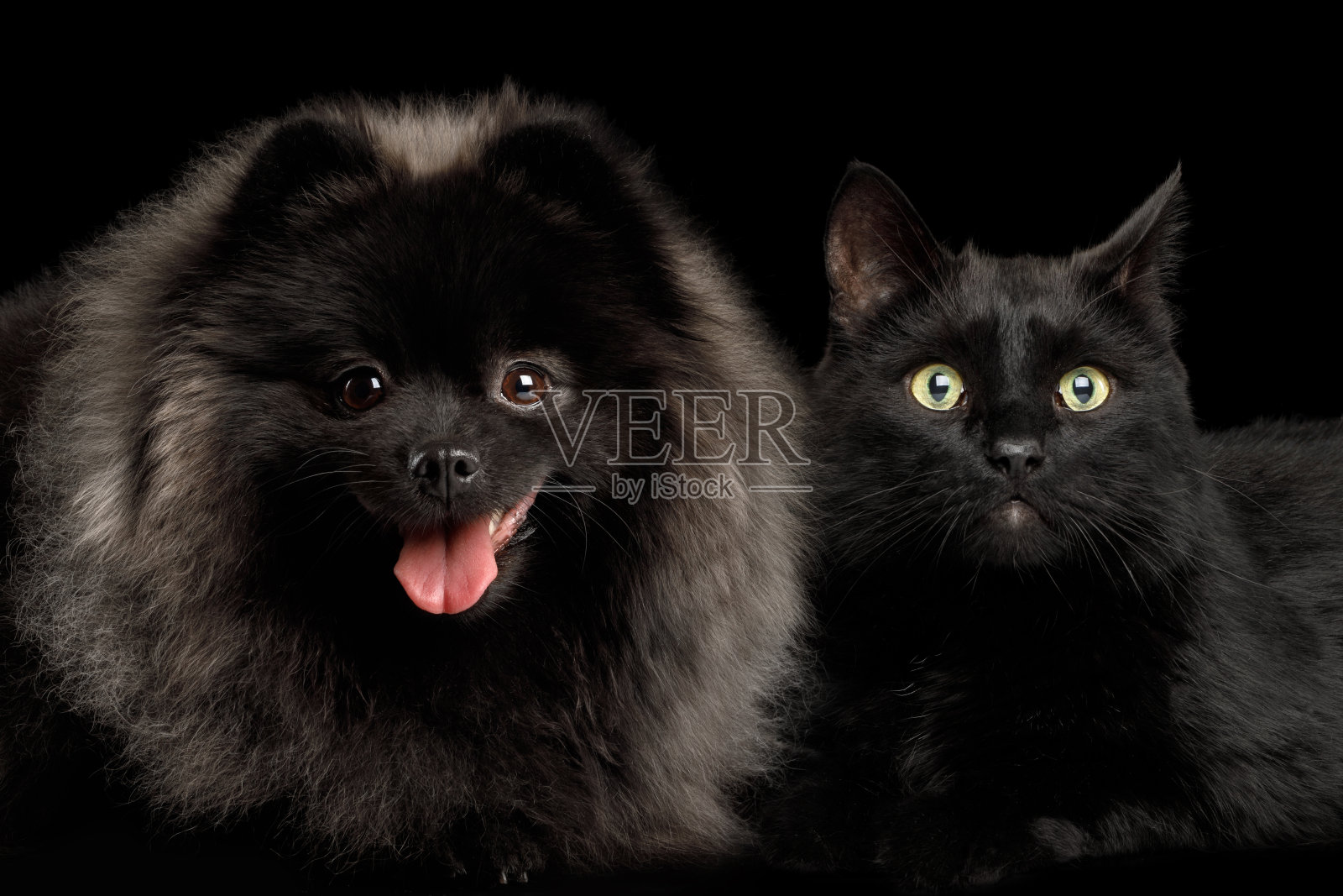 博美犬，斯皮兹狗和猫在黑色照片摄影图片