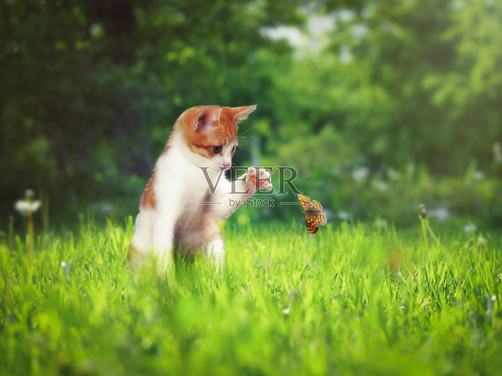 可爱的白姜小猫在绿草捉爪蝴蝶照片摄影图片