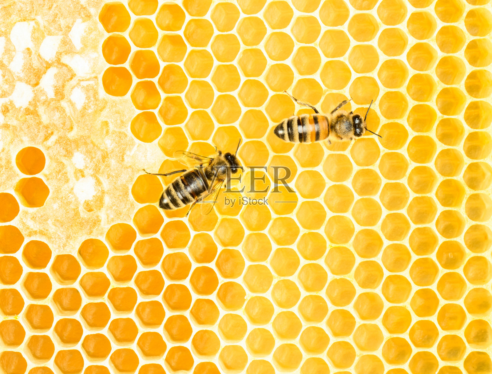 工作的蜜蜂照片摄影图片