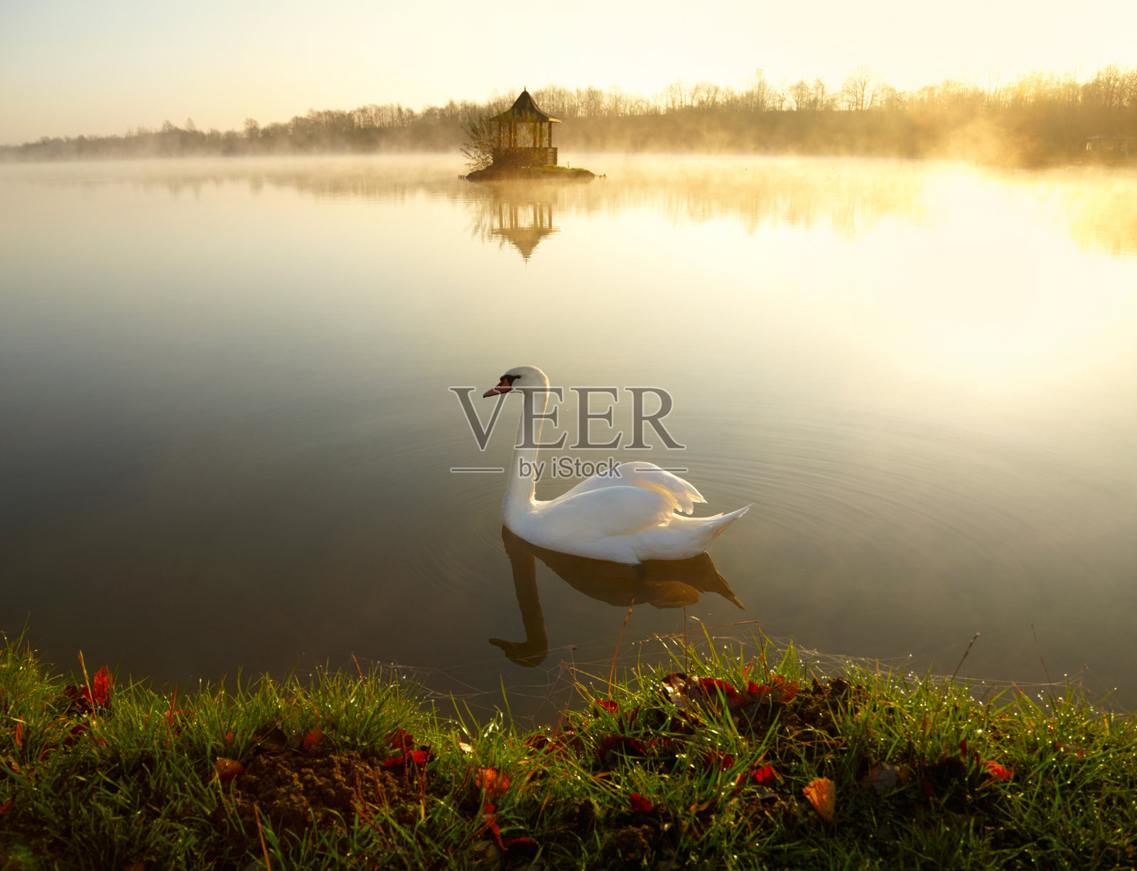 日出时湖面上的白天鹅照片摄影图片