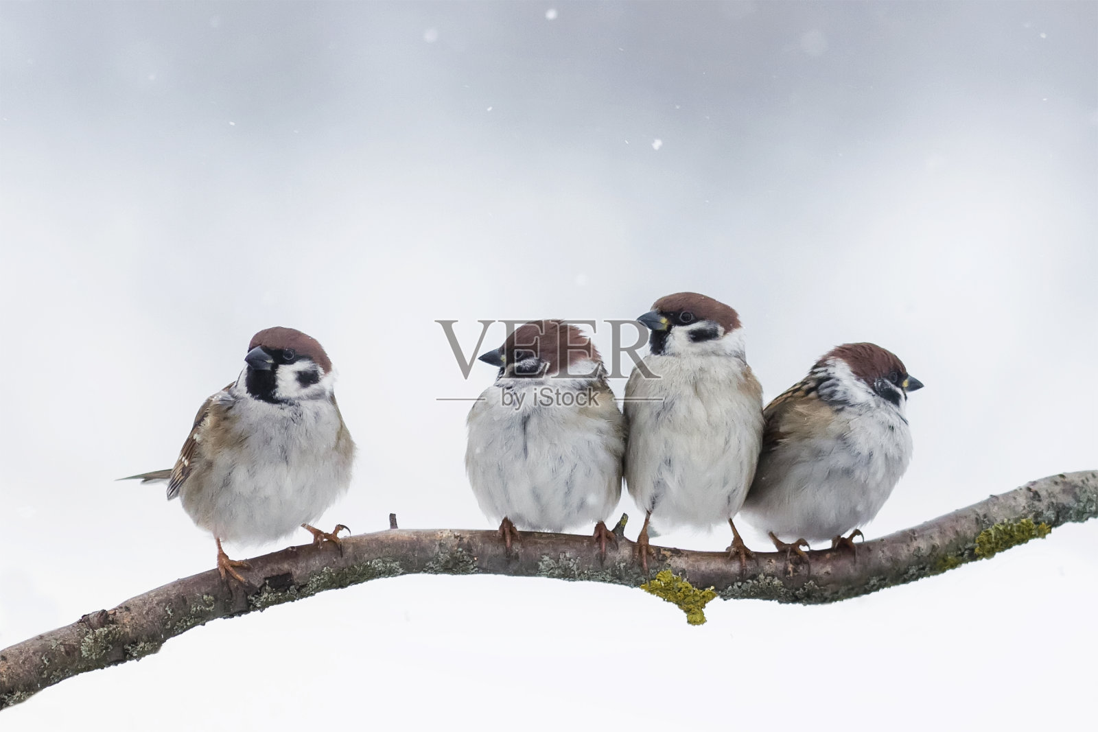 麻雀冬天坐在树枝上照片摄影图片