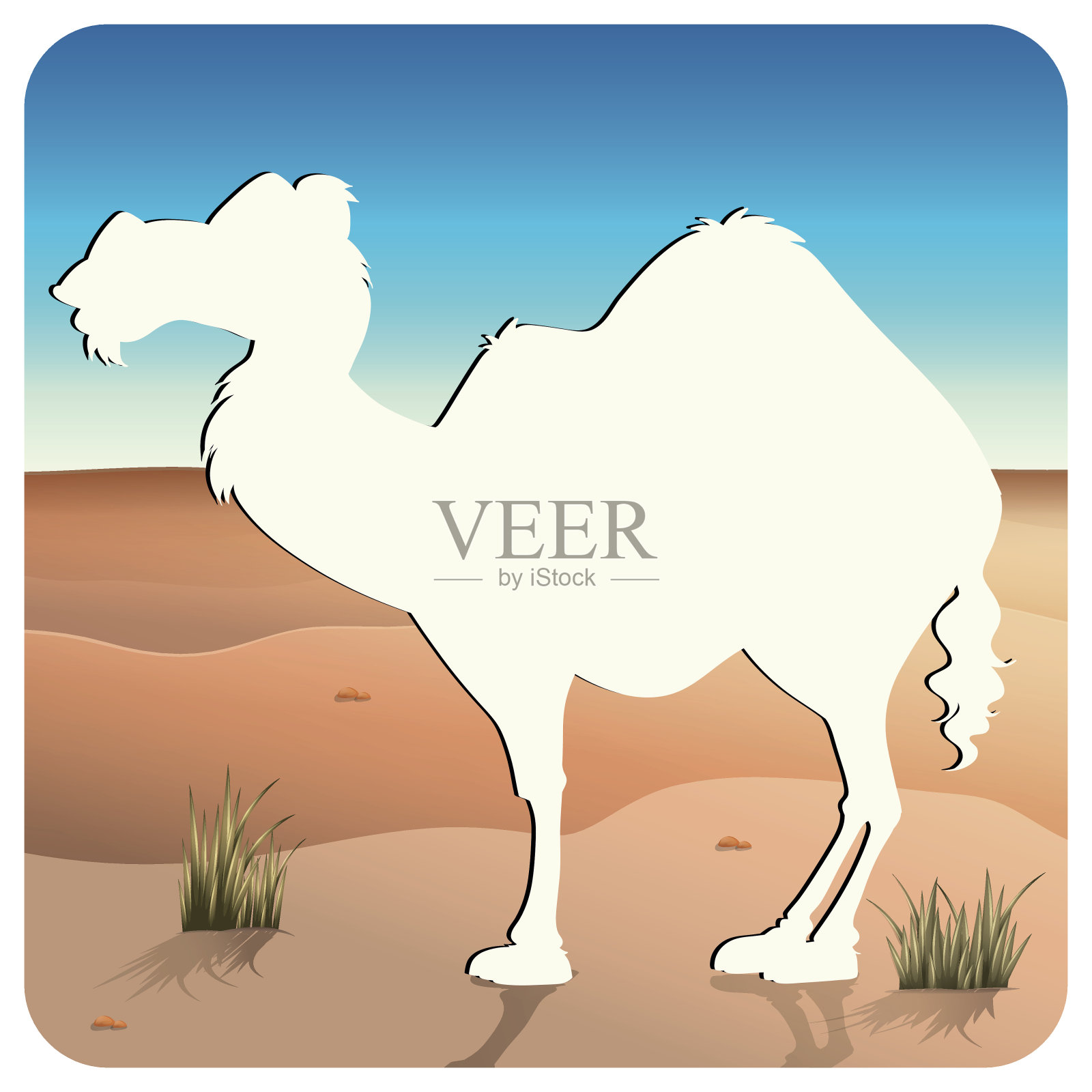 骆驼插画图片素材