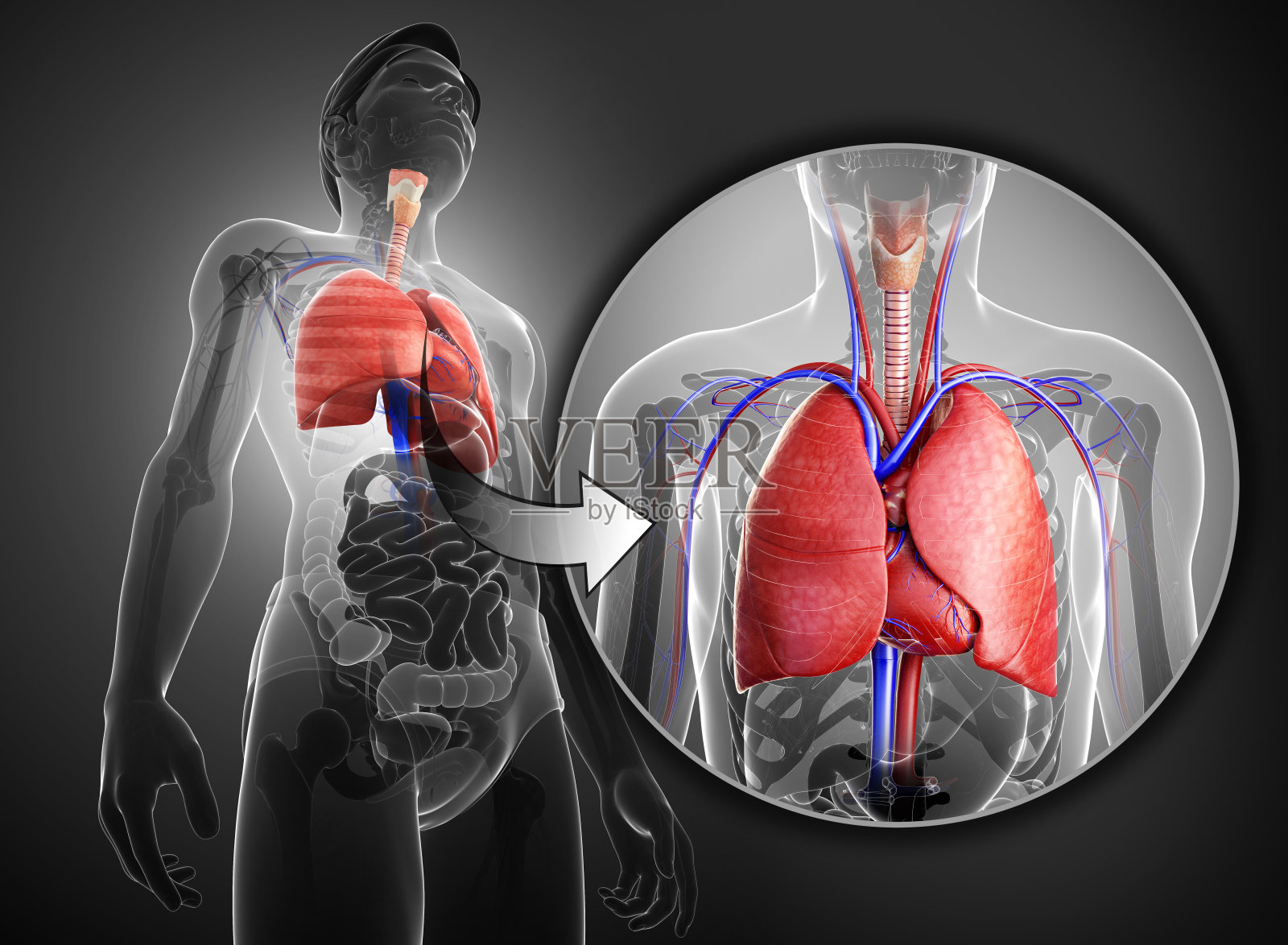 男性肺解剖照片摄影图片