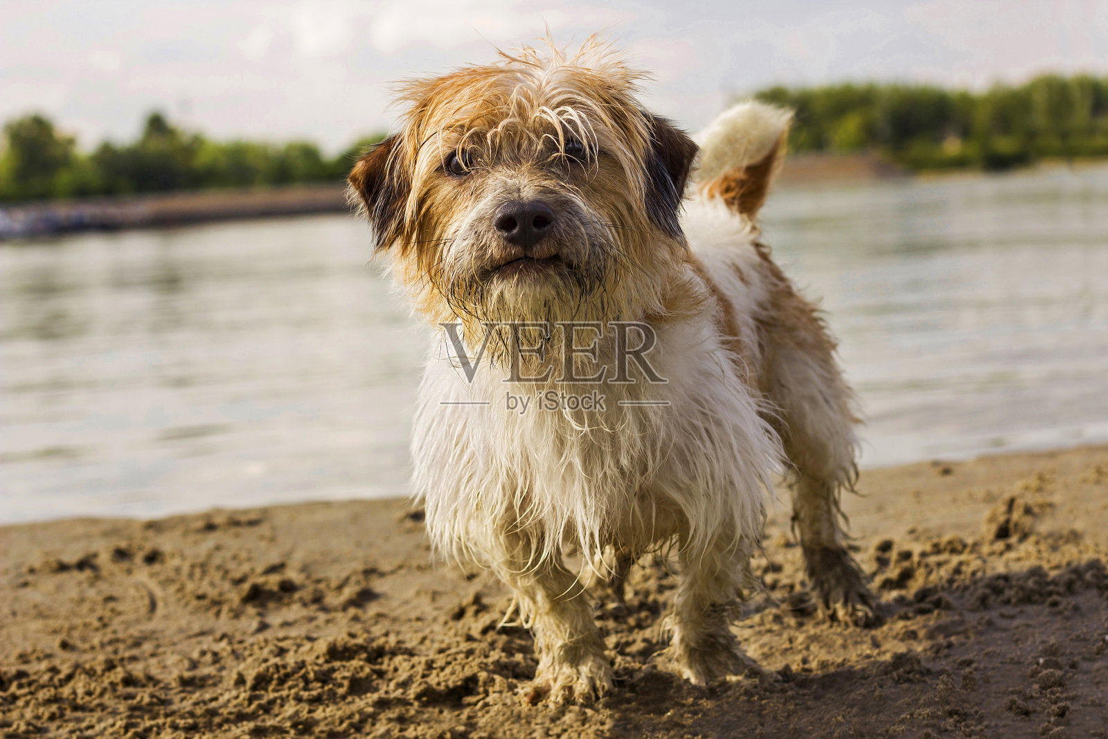 海滩上的小狗照片摄影图片