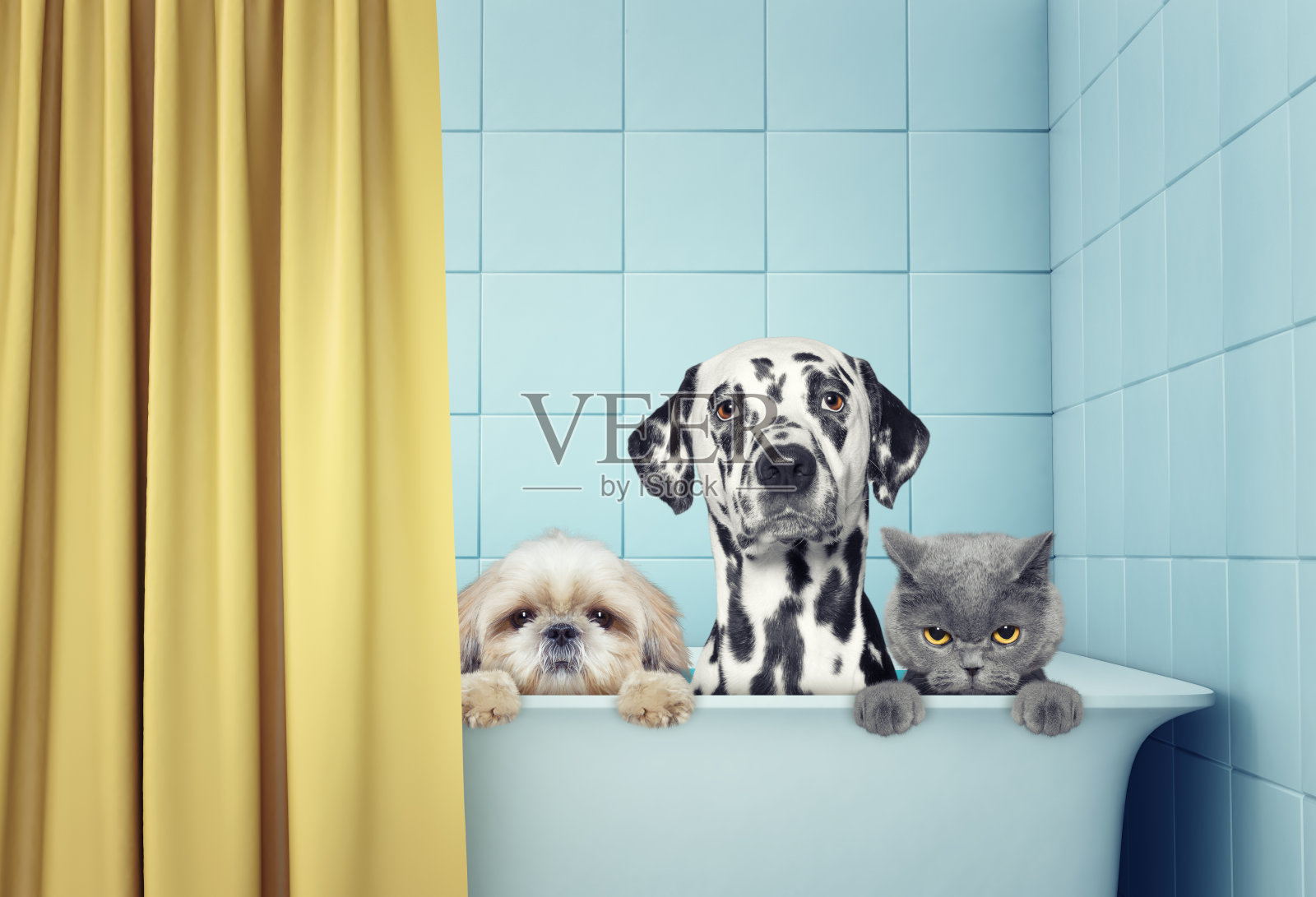 两只狗和一只猫在洗澡照片摄影图片