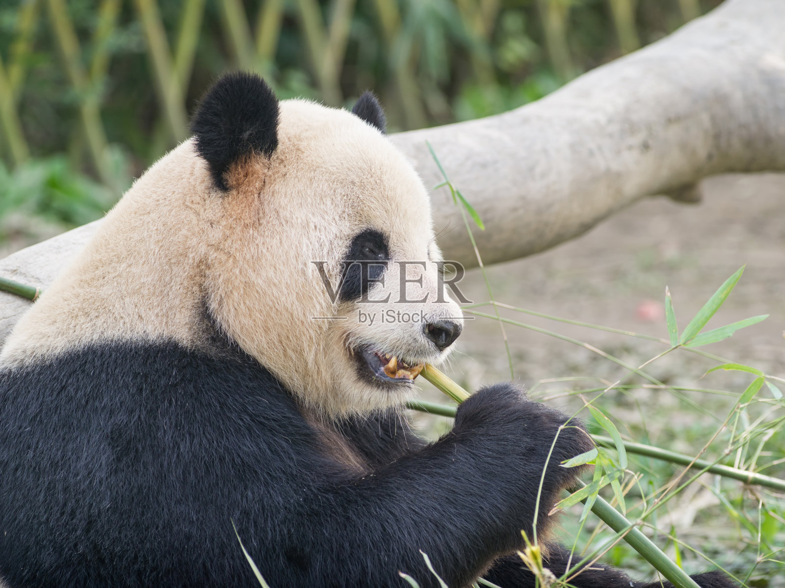 大熊猫(Ailuropoda melanoleuca)吃竹子照片摄影图片