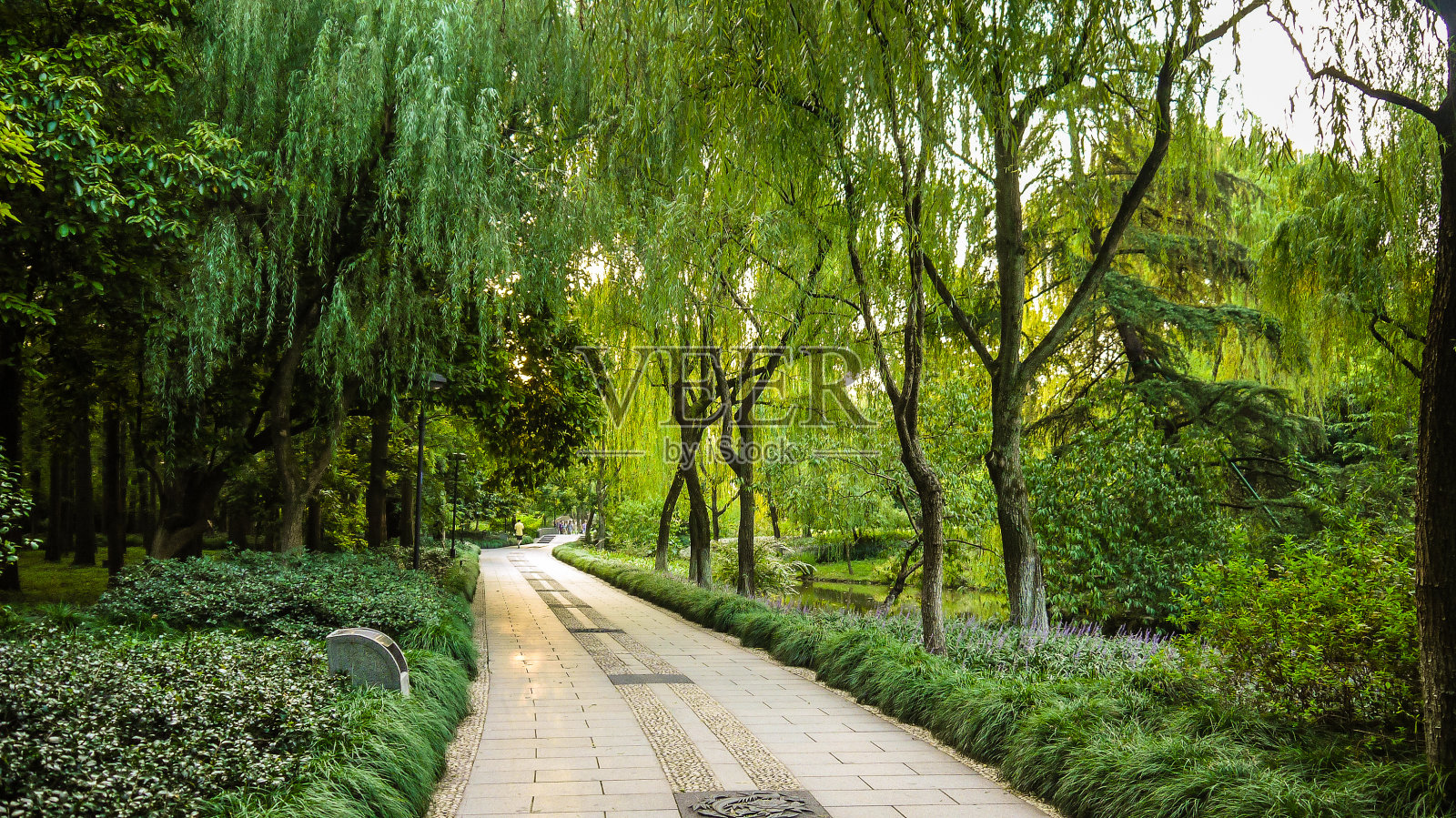 人行道之间的绿色柳树在花园公园照片摄影图片