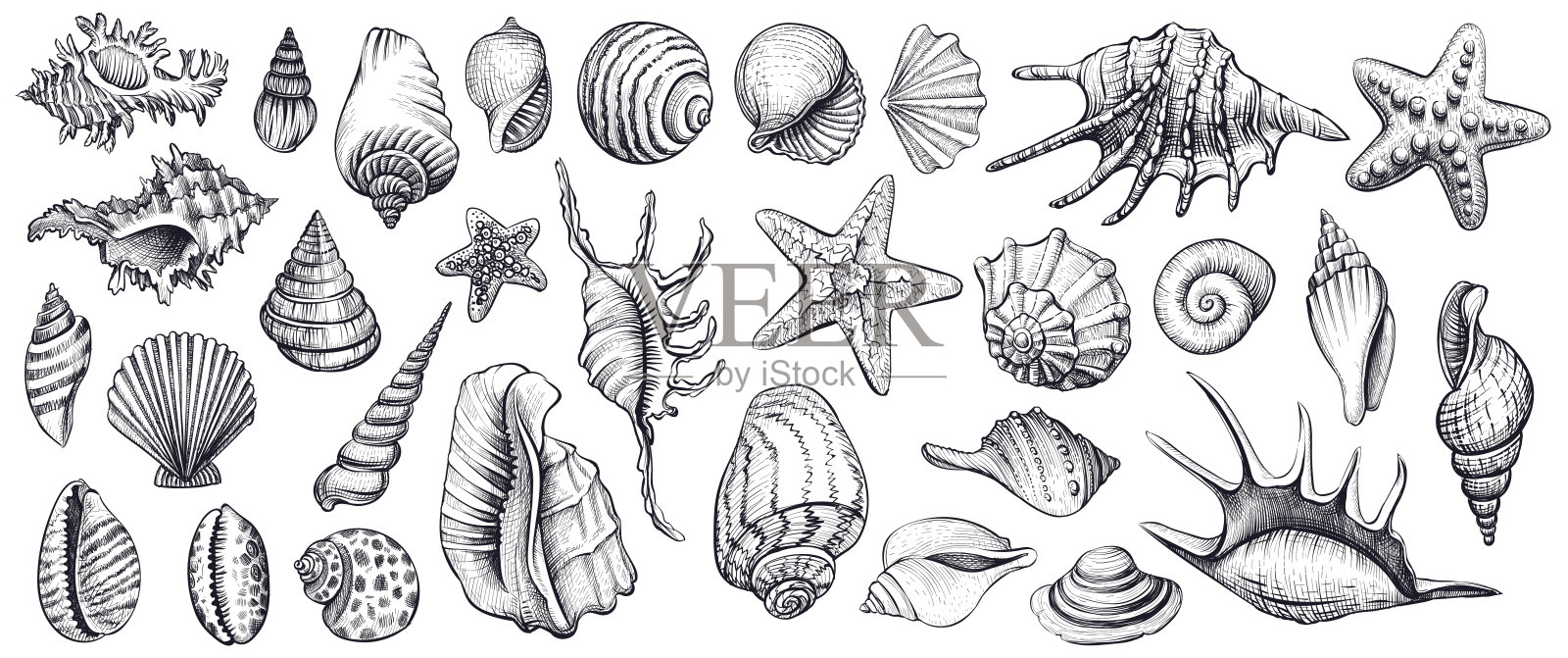 贝壳向量集。手绘插图。插画图片素材
