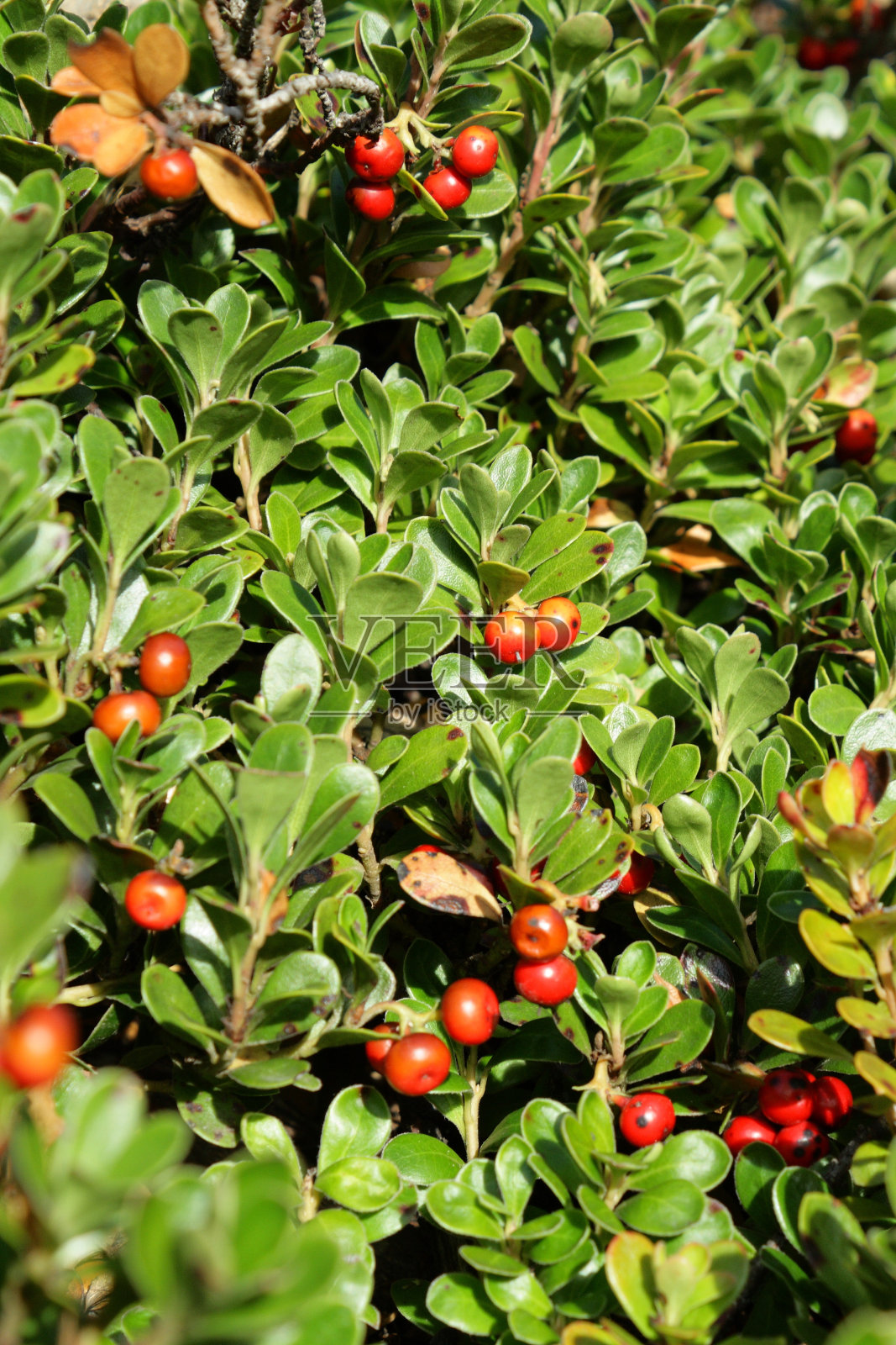 Bearberry或kinnikinnick或pinemat manzanita照片摄影图片