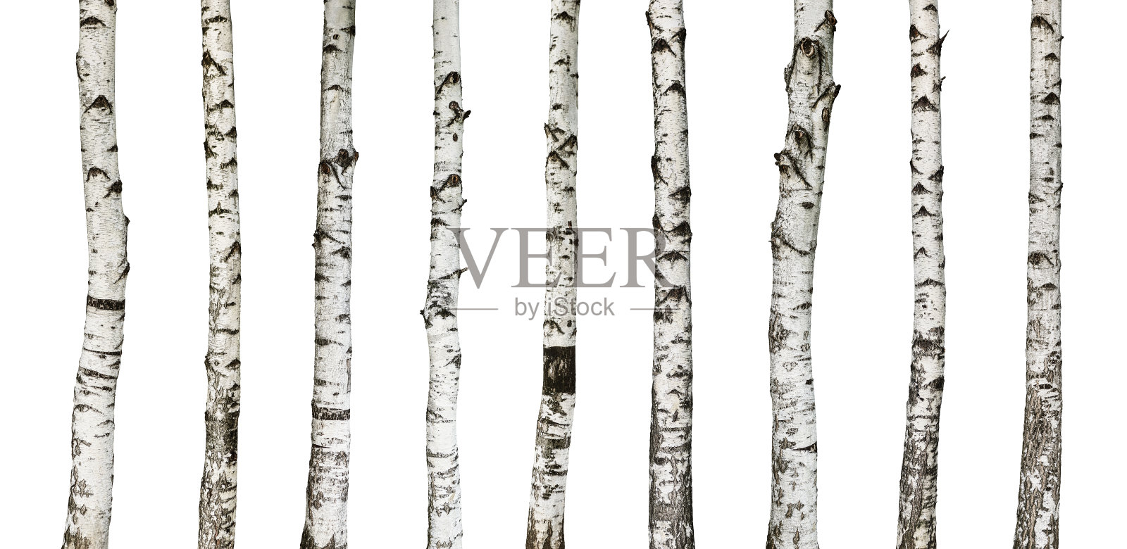 白桦树干孤立在白色上照片摄影图片