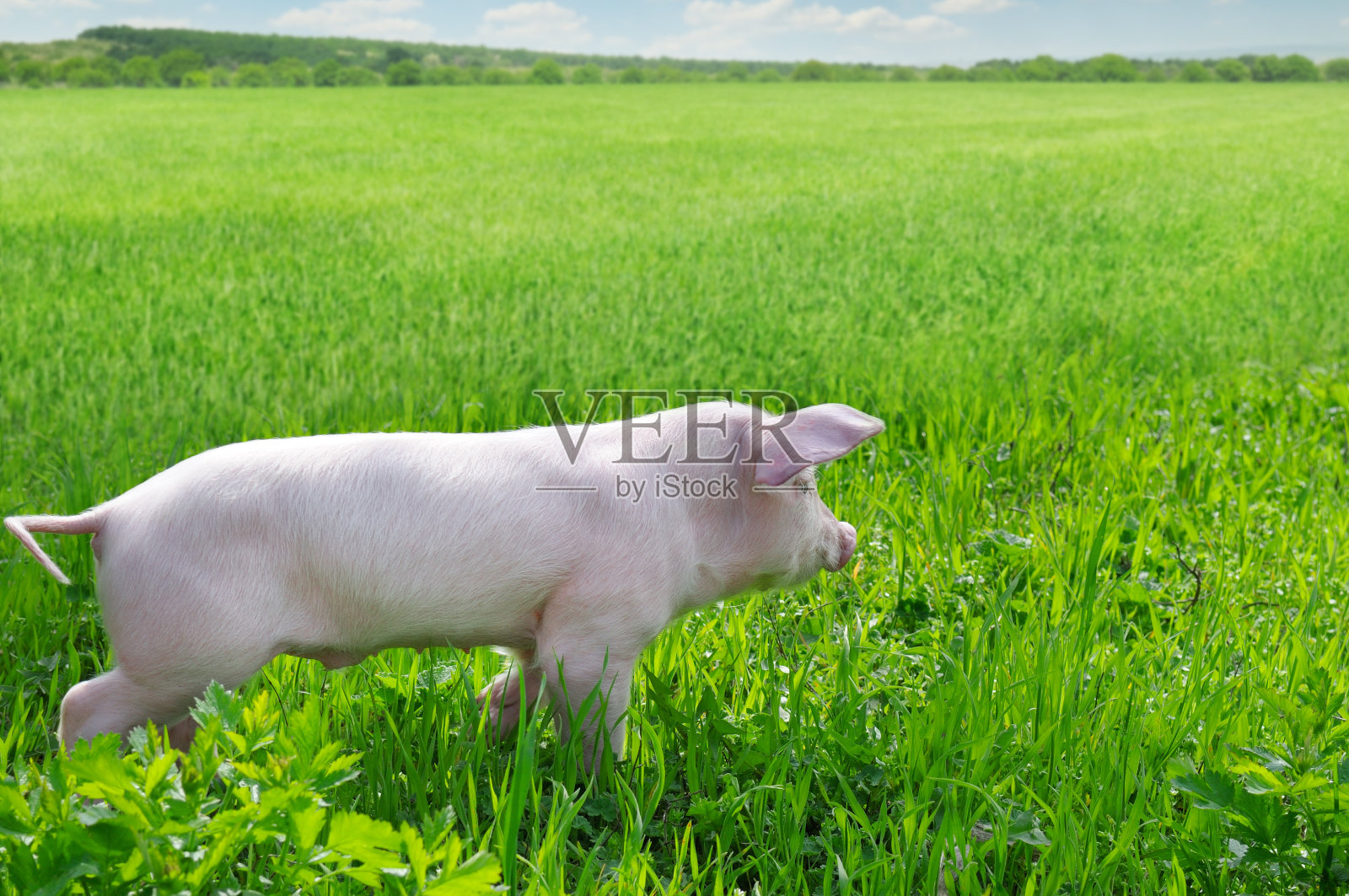 草地上有趣的猪照片摄影图片