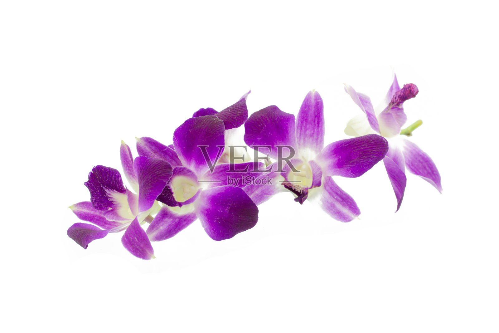孤立在白色上的紫色兰花照片摄影图片