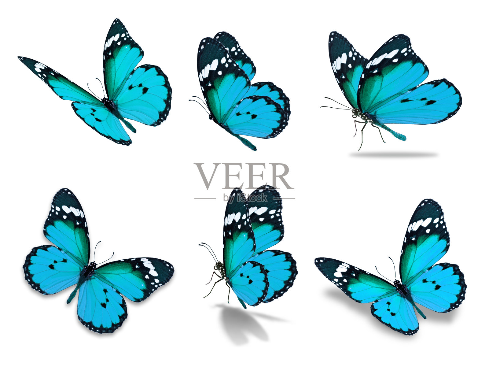 六个黑脉金斑蝶照片摄影图片