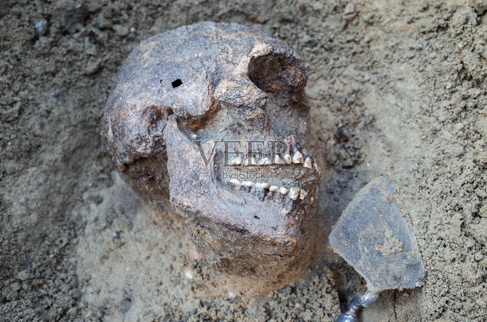 考古发掘用骨骼照片摄影图片